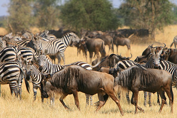 Serengeti wildebeest migration, Tanzania